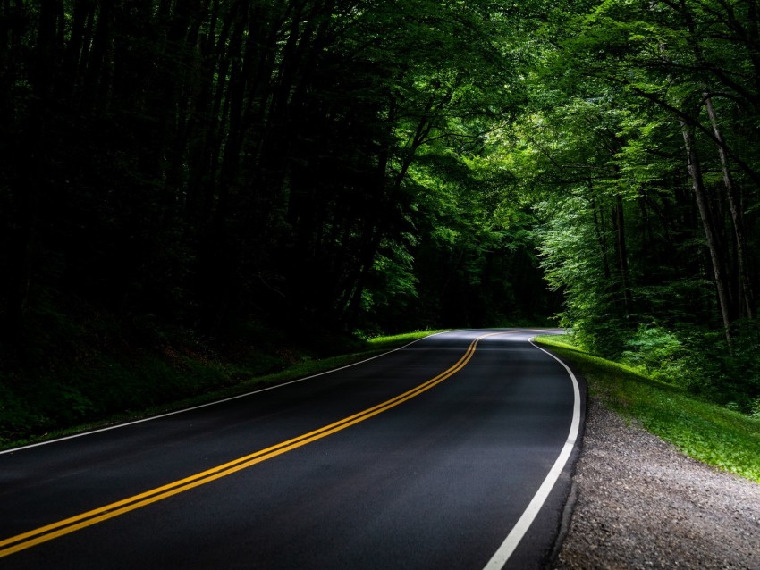 road, asphalt, forest, trees, turn