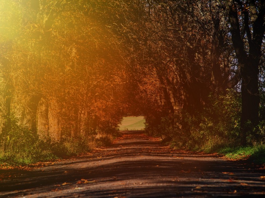 Road Branches Autumn Sunlight Trees Background