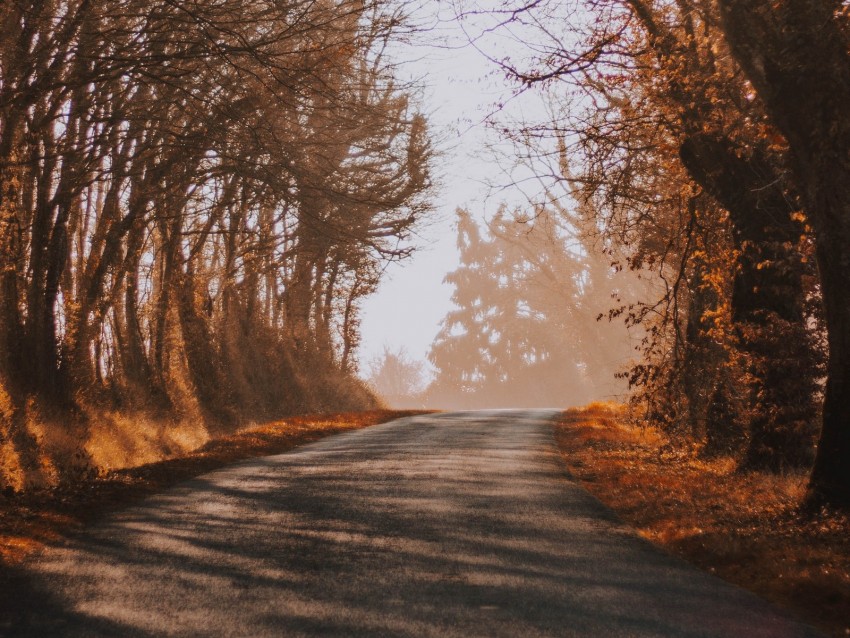 Road Fog Autumn Trees Turn Background