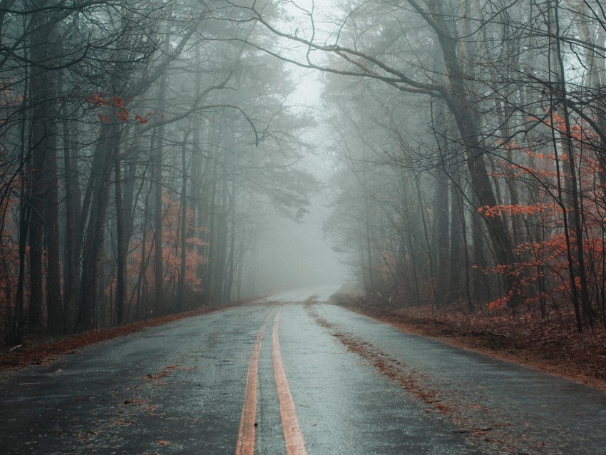 road, fog, forest, autumn, marking, asphalt