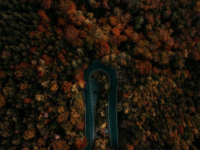 road, forest, aerial view, turn, trees, tops