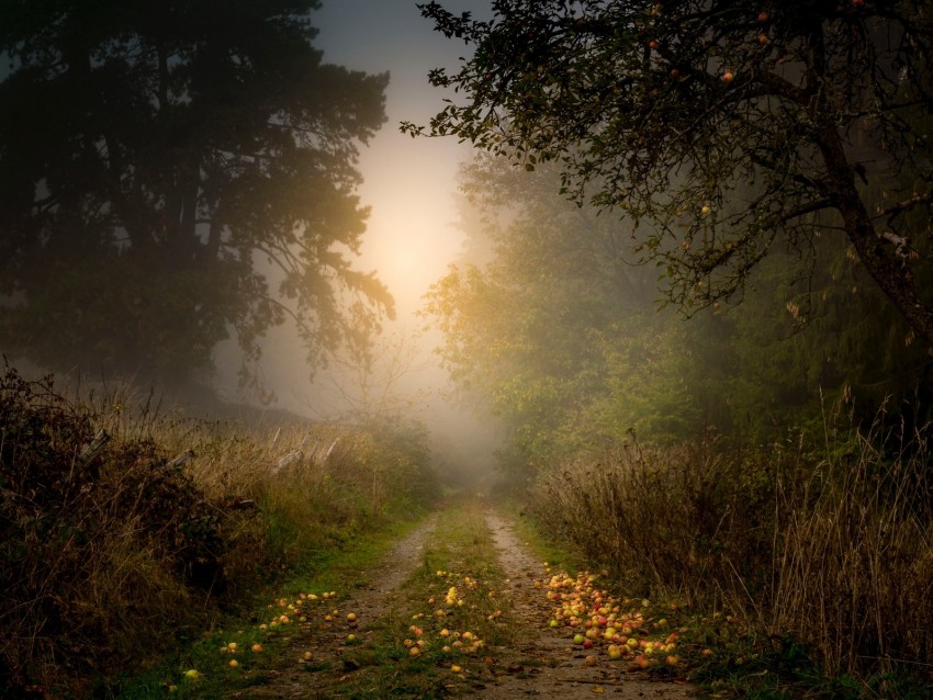 road, forest, fog, apples, trees