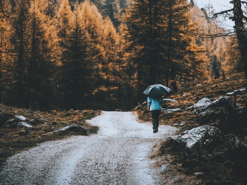 road, forest, man, umbrella, rain