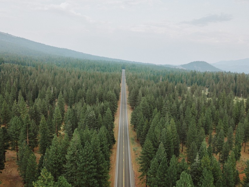 Road Forest Panorama Trees Straight Smooth Background