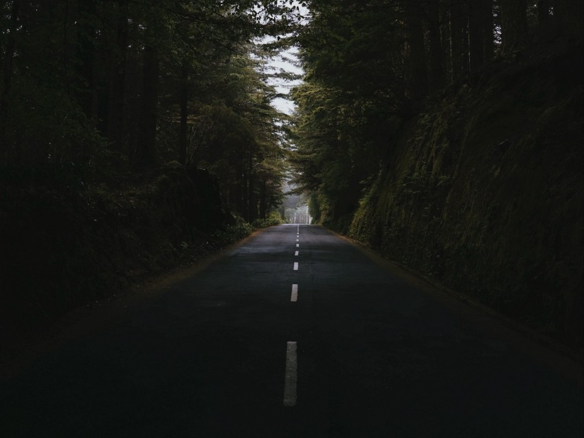 road, forest, trees, way, asphalt, marking