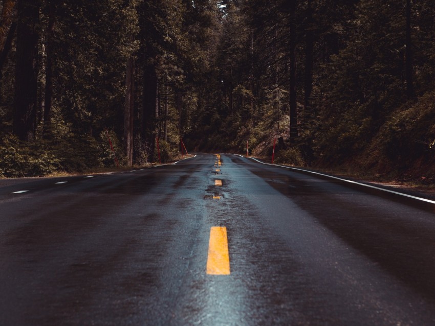 Road Forest Turn Asphalt Marking Wet Background