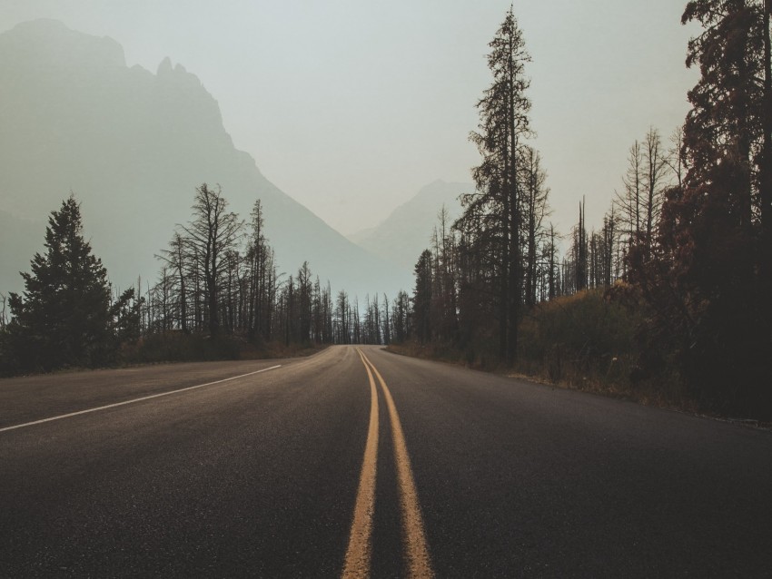 road, marking, fog, trees, sky, turn