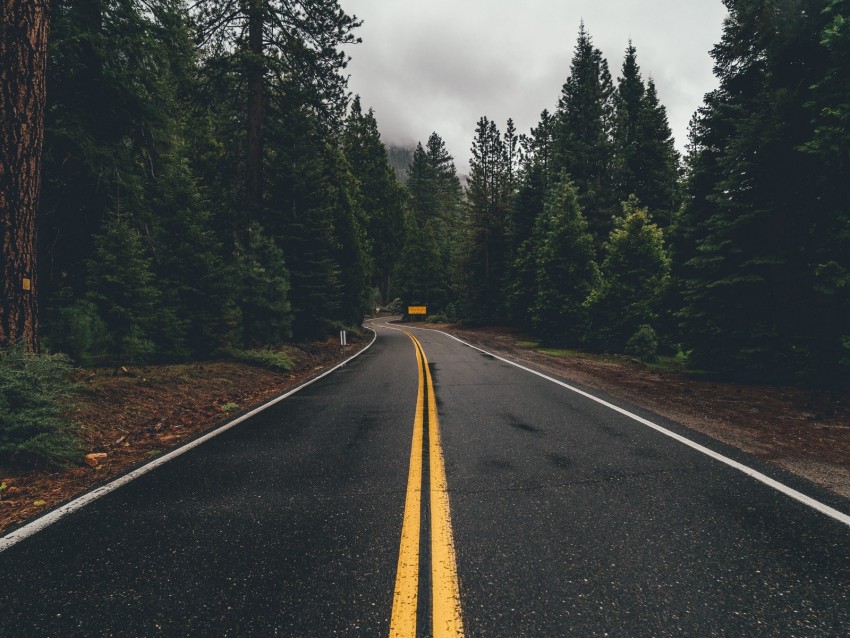 road, marking, trees, turn, asphalt, forest