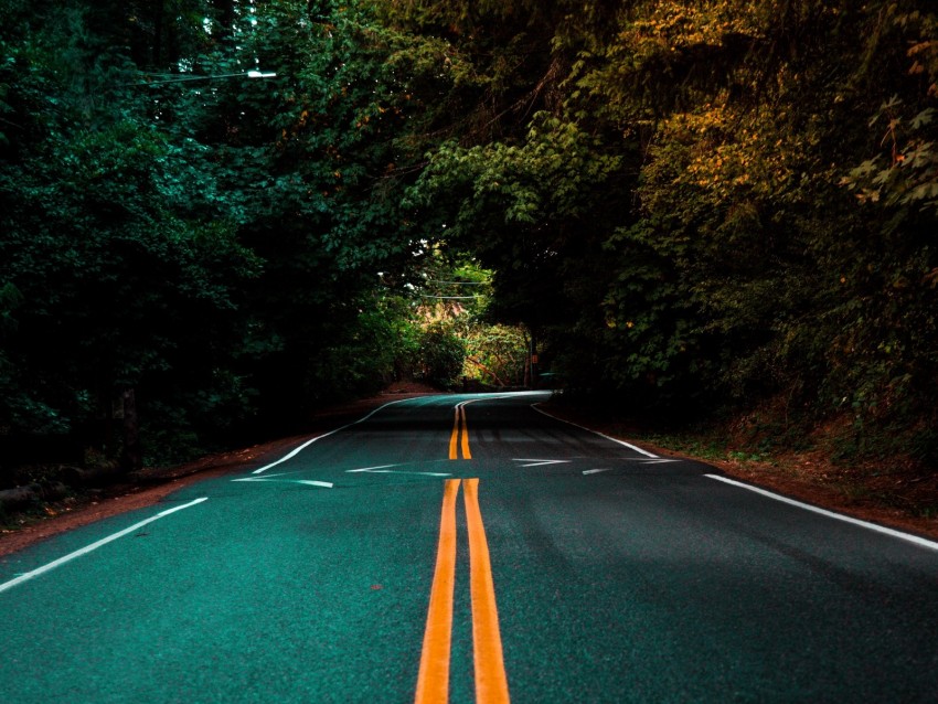 road, marking, turn, trees, asphalt