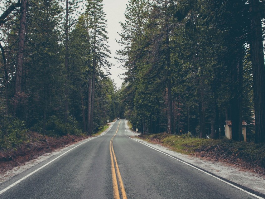 road, trees, asphalt, marking, direction, forest