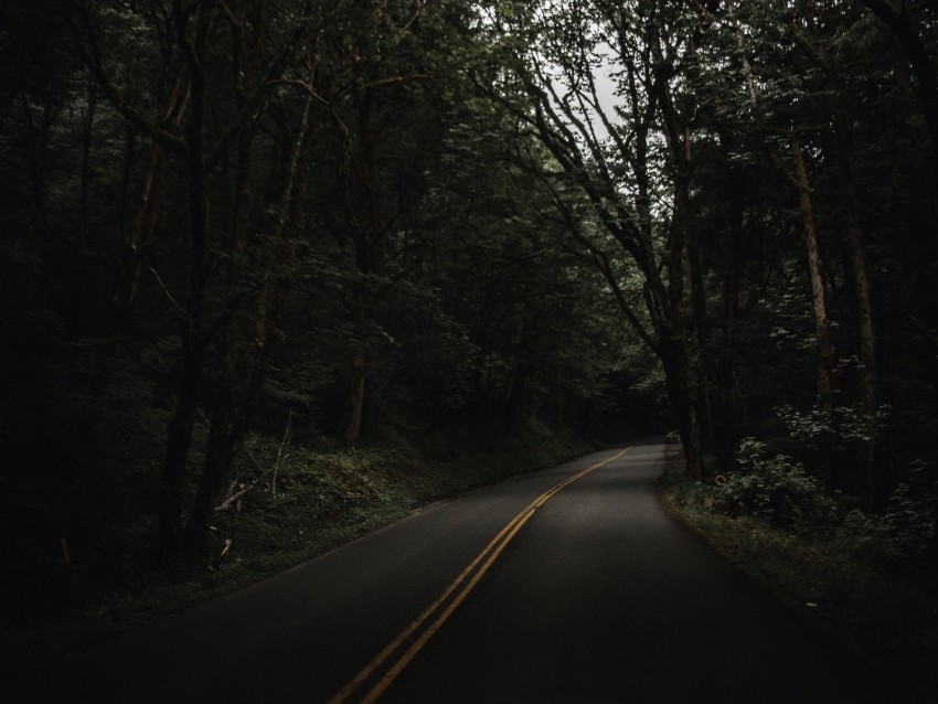 road, trees, asphalt, turn