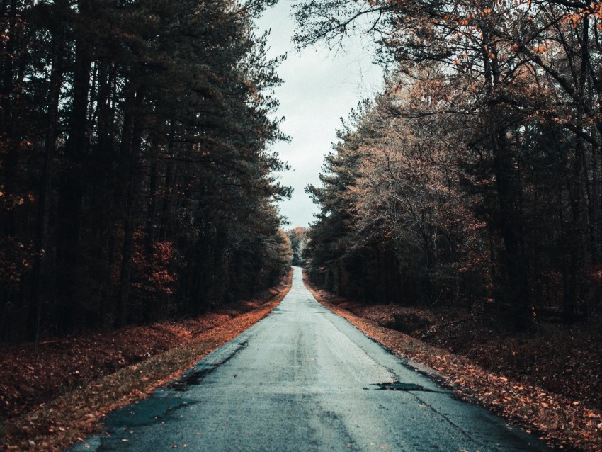 road, trees, autumn, asphalt, foliage