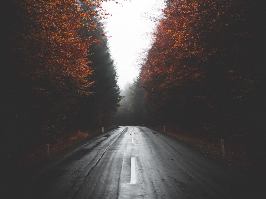 Road Trees Autumn Fog Turn Asphalt Background