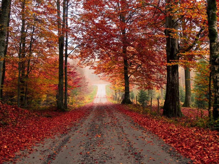 road, trees, autumn, foliage, fallen