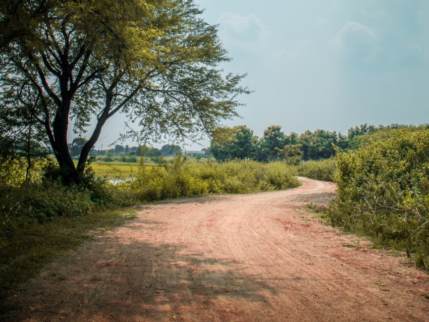 Road Trees Bushes Turn Nature Background