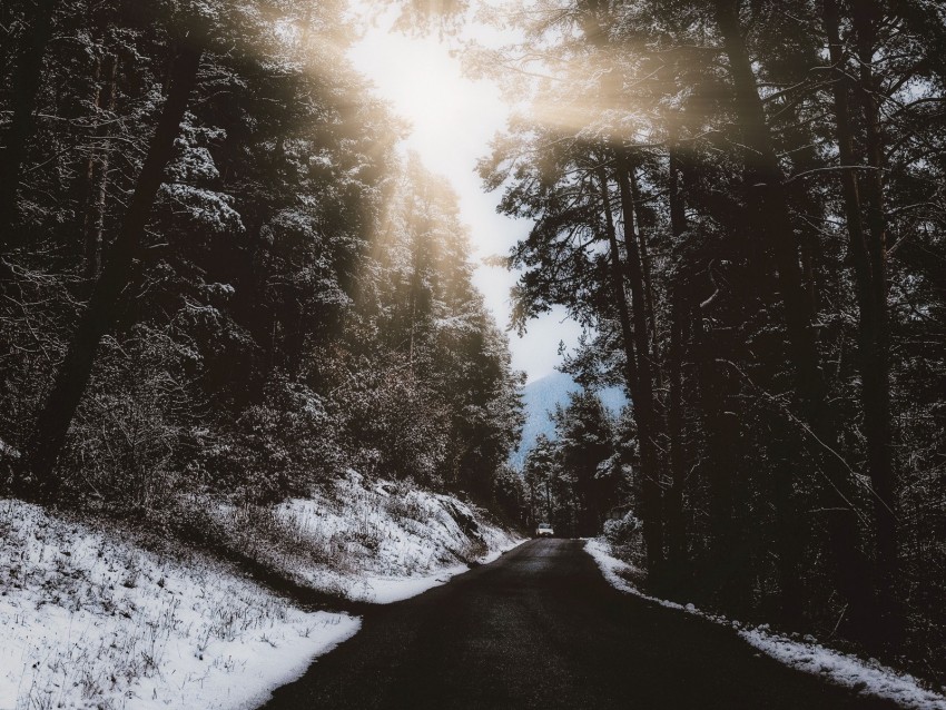 Road Trees Snow Winter Branches Background