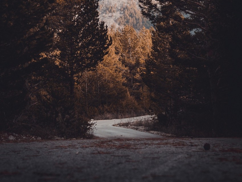 winding road, forest landscape, autumn foliage, mountainous terrain, nature scenery