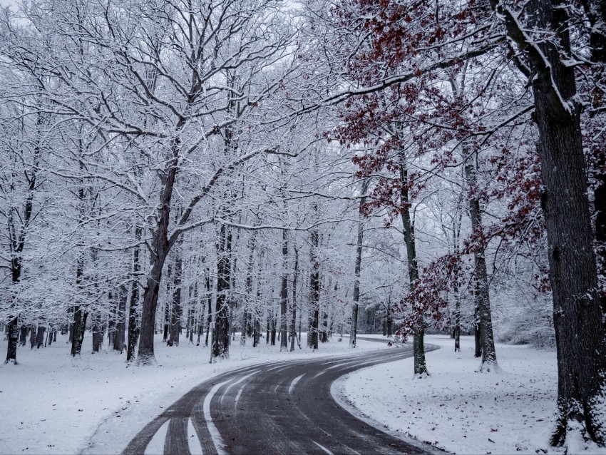 road, turn, snow, winter, trees