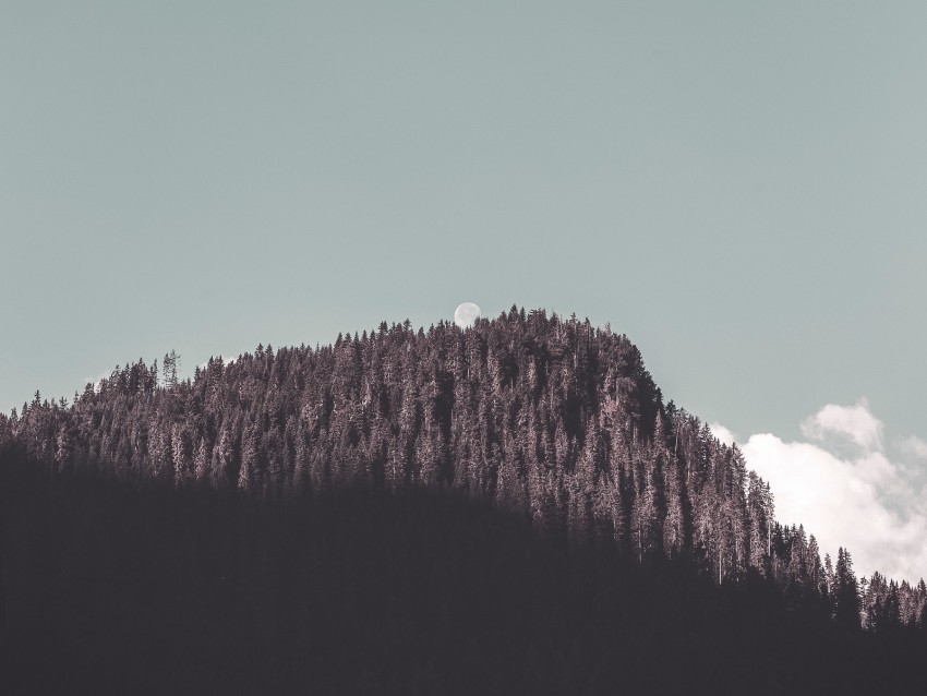 rock, forest, trees, shadow, moon, landscape