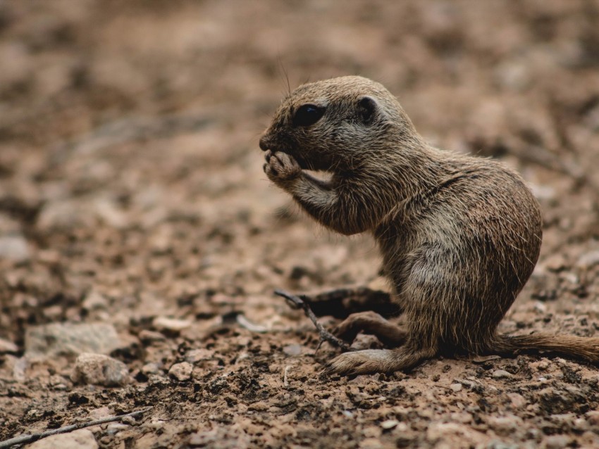 rodent, animal, cute, brown, wildlife