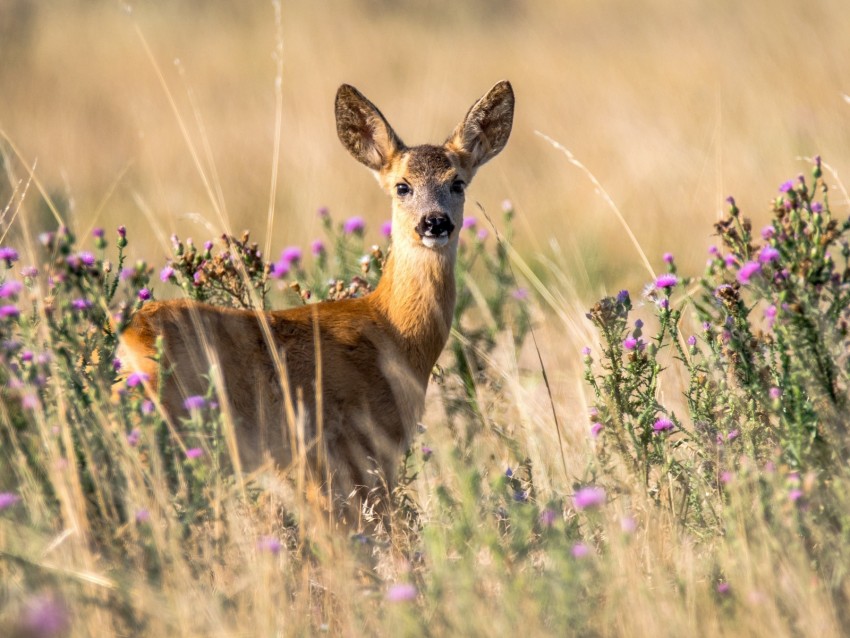 roe deer, young, wildlife, looks, animal