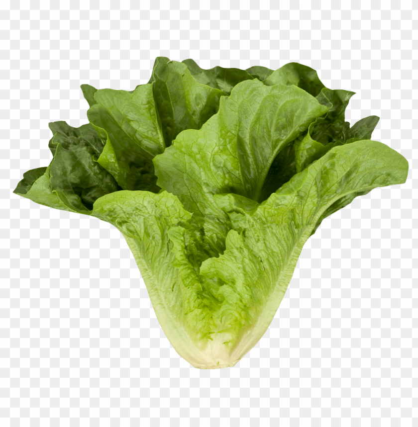 Fresh green lettuce head on a transparent background