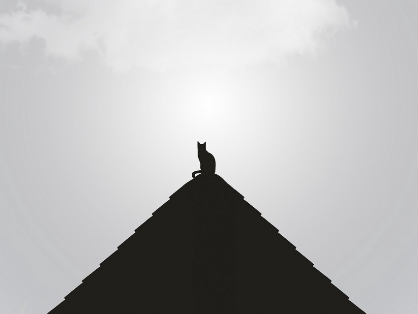 Roof Cat Black Bw Minimalism Background