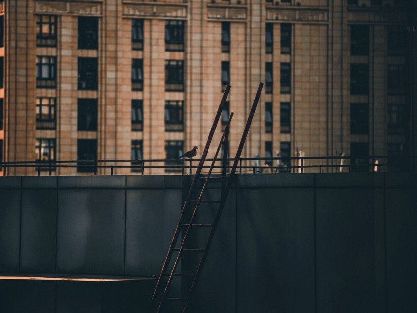 roof, stairs, building, dove, bird