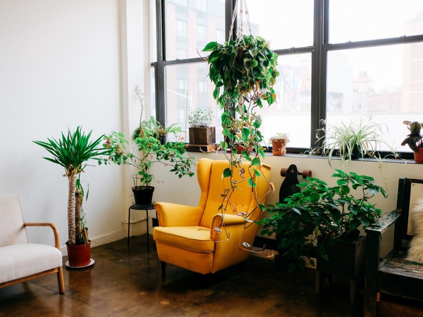 room, furniture, interior, flowers, chair, window