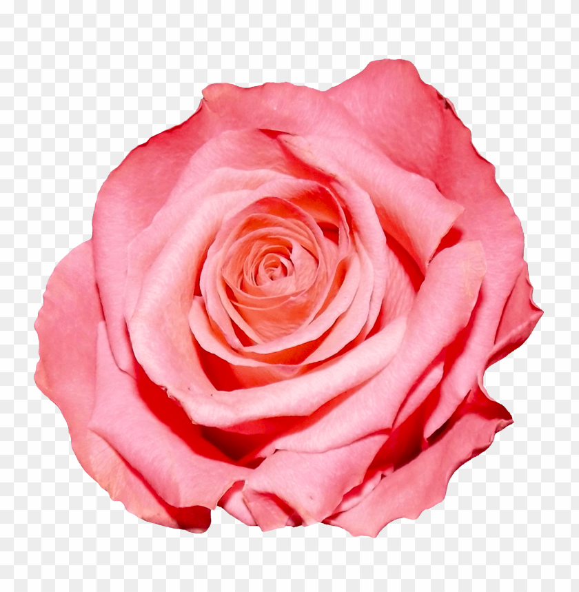 Pink rose PNG, soft petals, single flower