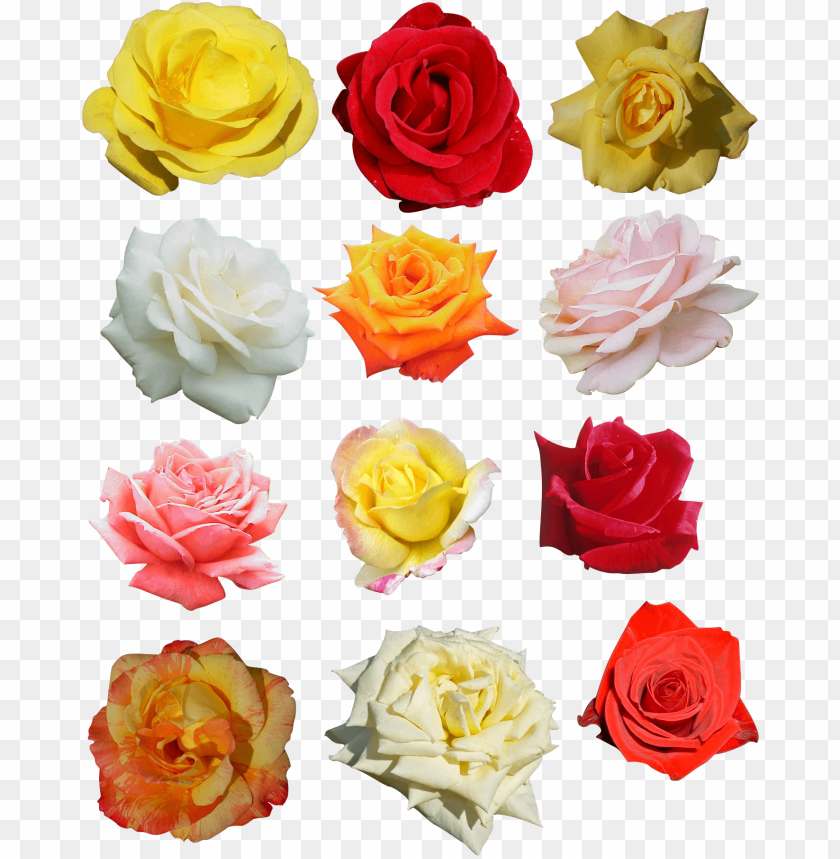 Mixed roses PNG, various colors, floral arrangement