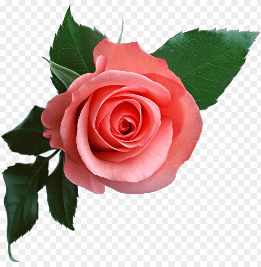 rose , free picture,red rosepicture,pink rosepicture,rose,red rose , free picture