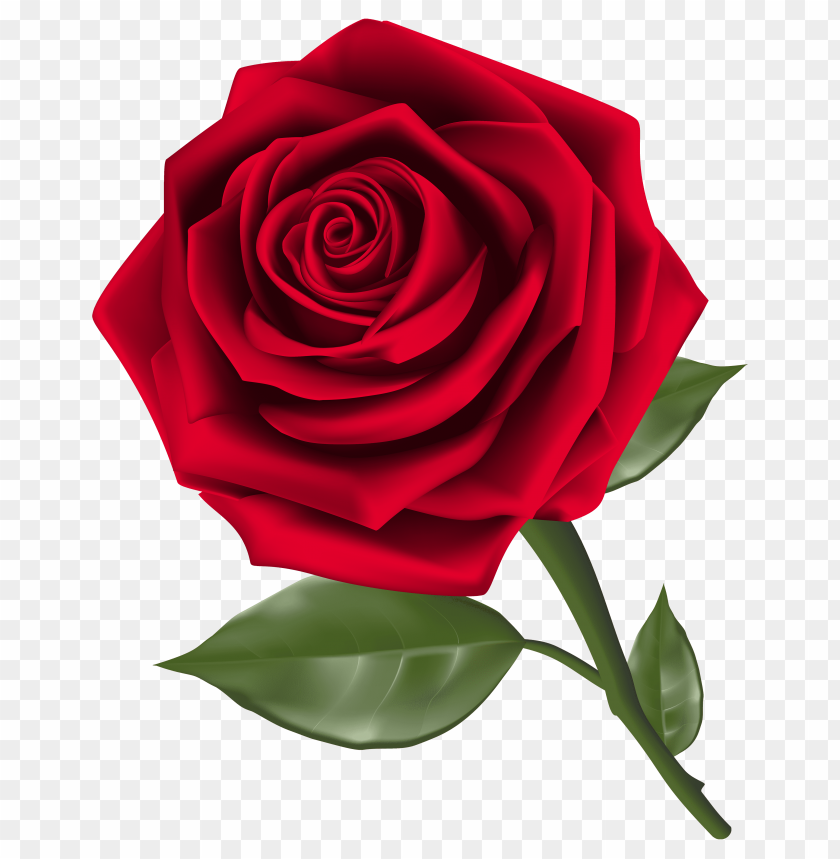 rose , free picture,red rosepicture,pink rosepicture,rose,red rose , free picture