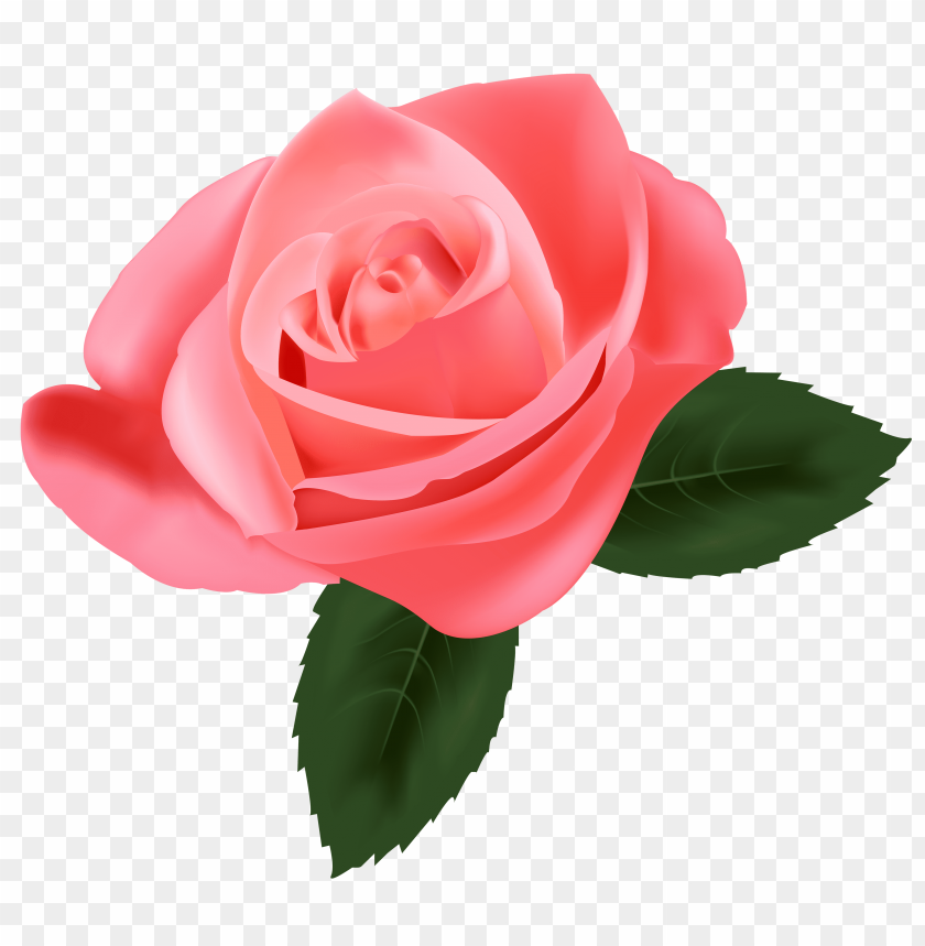 rose , free picture,red rosepicture,pink rosepicture,rose,red rose , free picture