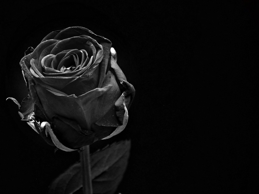 Rose Black Bud Dark Bw Background