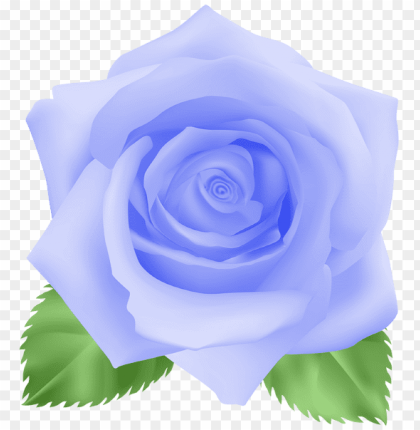 rose blue