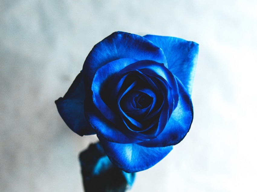 Rose Blue Bud Flower Blur Background