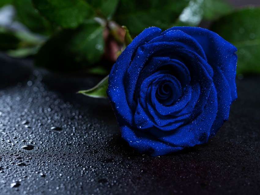 rose, blue rose, drops, bud