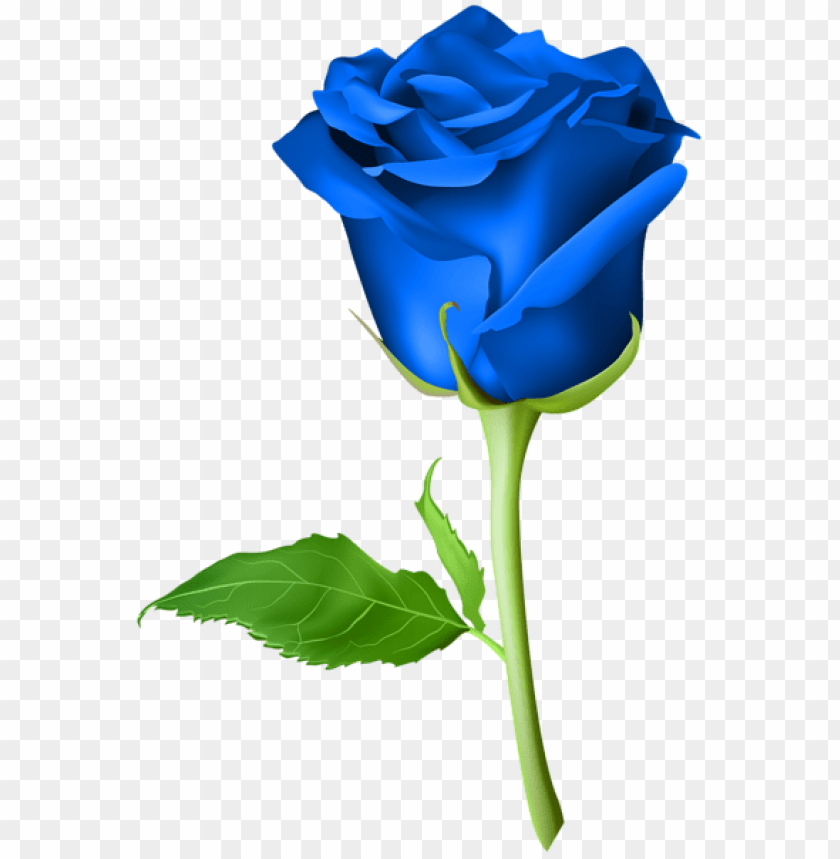 rose blue transparent