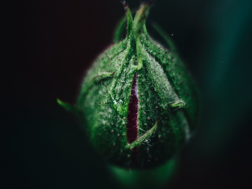 Rose Bud Flower Green Macro Plant Background