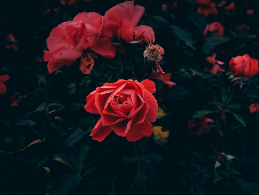 rose, bud, petals, red, bush, garden, leaves