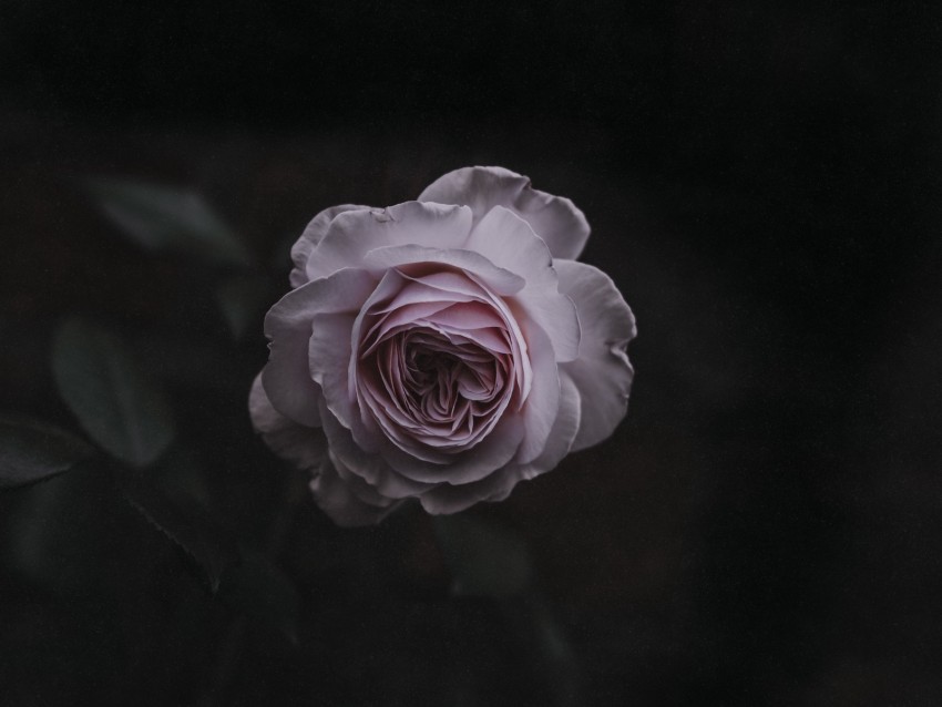 rose, bud, pink, blur, garden