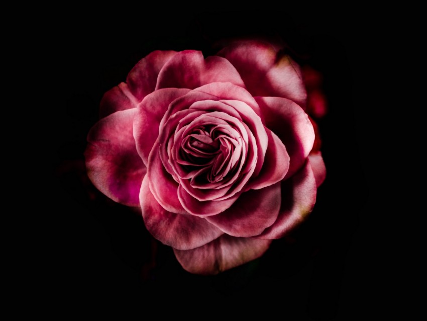 Rose Bud Pink Dark Petals Flower Bloom Background