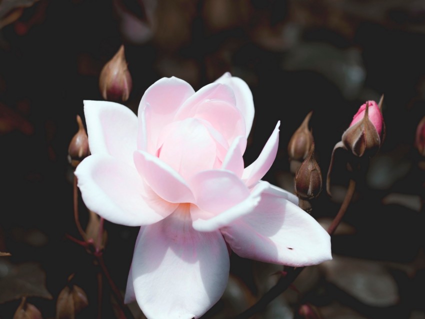 rose, bud, pink, petals, bush, bloom