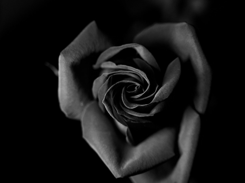 Rose Bw Bud Petals Closeup Background