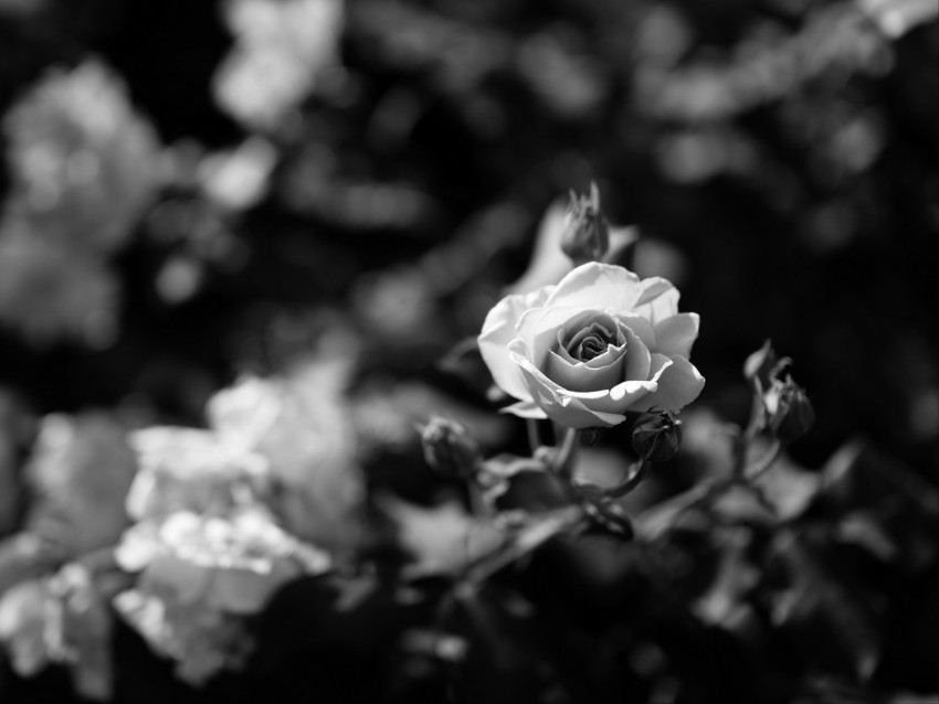 Rose Flower Bw Bloom Buds Background