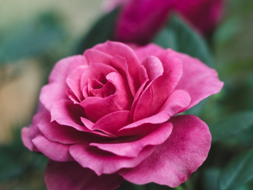 rose, flower, closeup, romantic, pink, beautiful