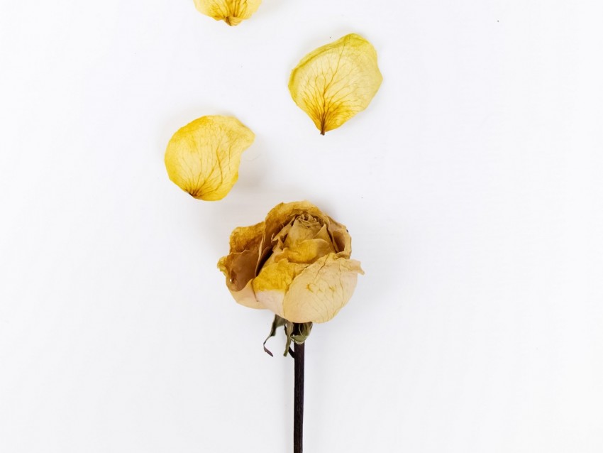 rose, flower, petals, dry, yellow