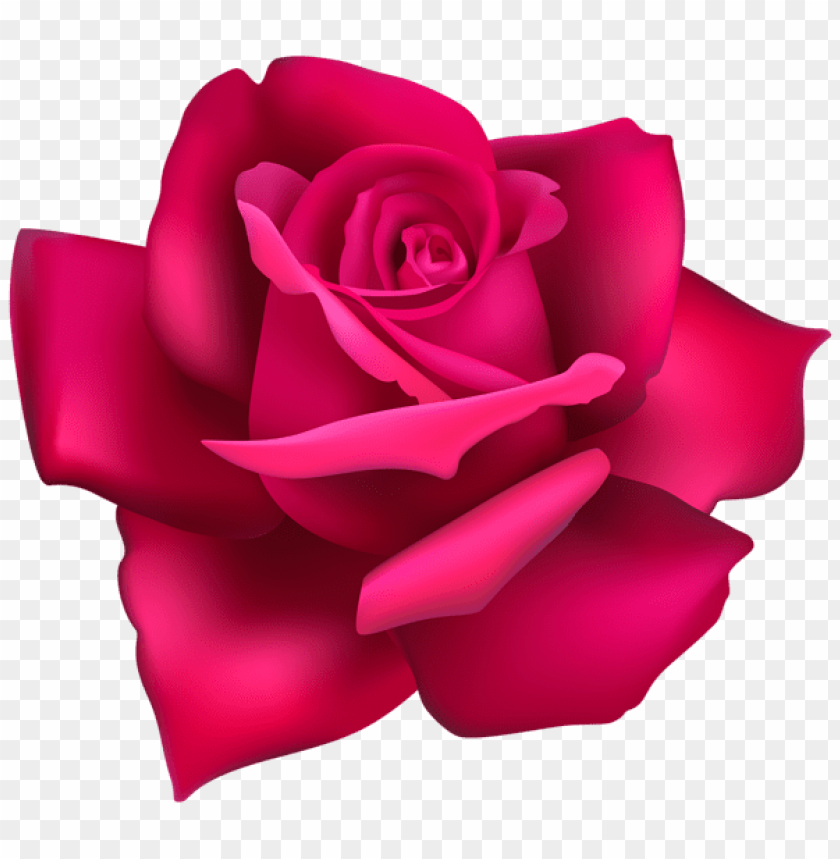 rose flower pink