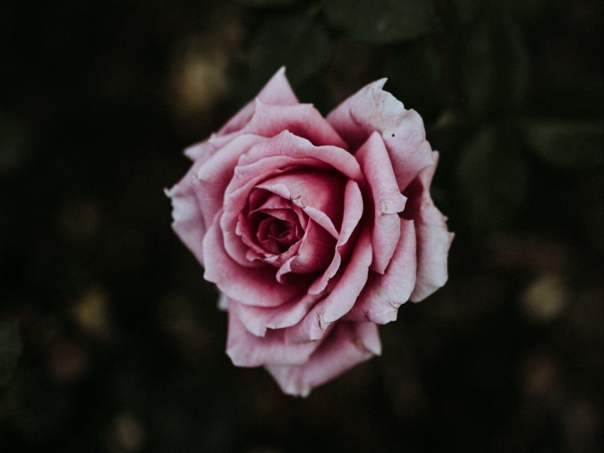 rose, flower, pink, bloom, plant